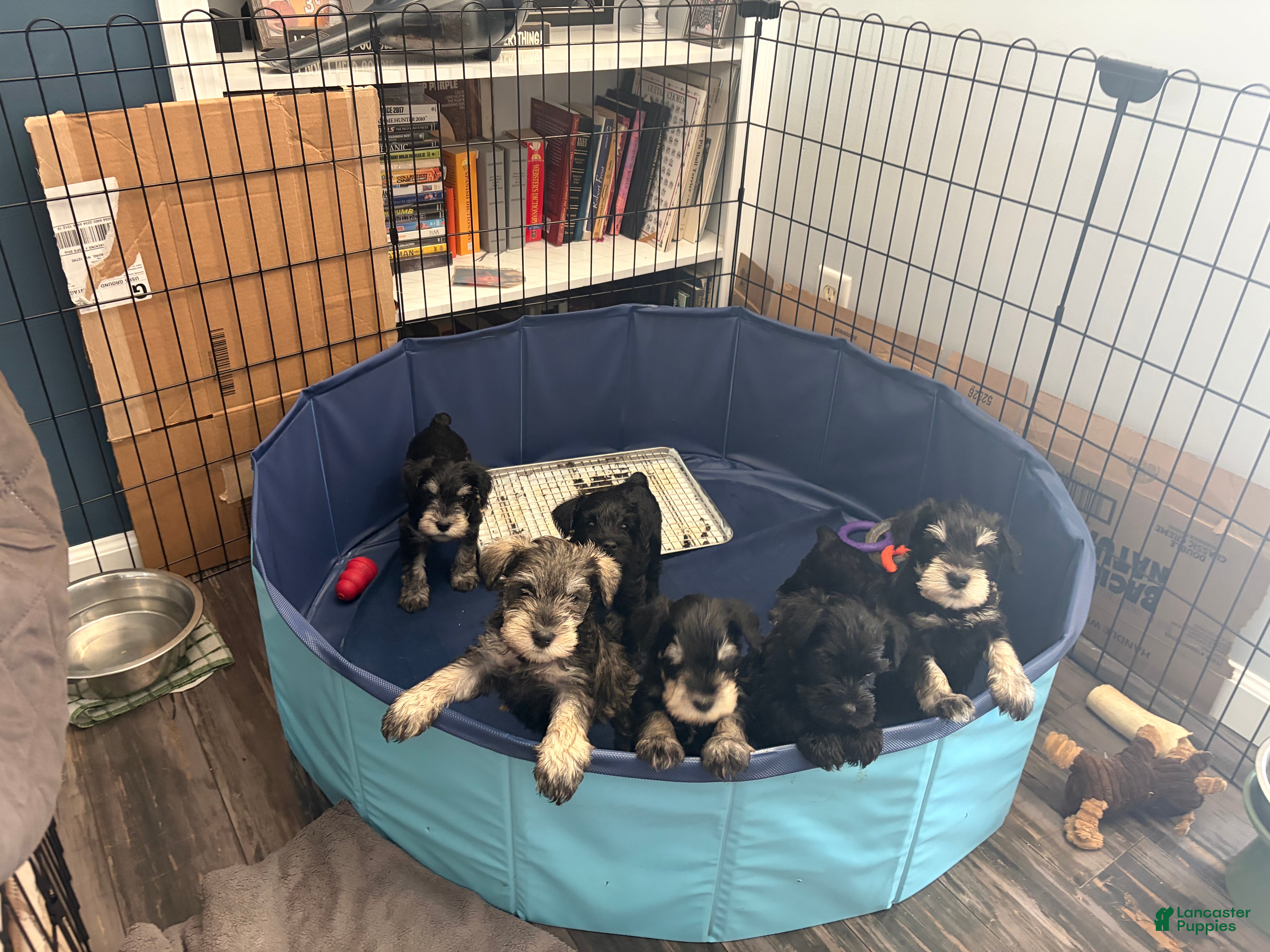 Miniature Schnauzer dogs Miniature Schnauzer 1 - Ad 2