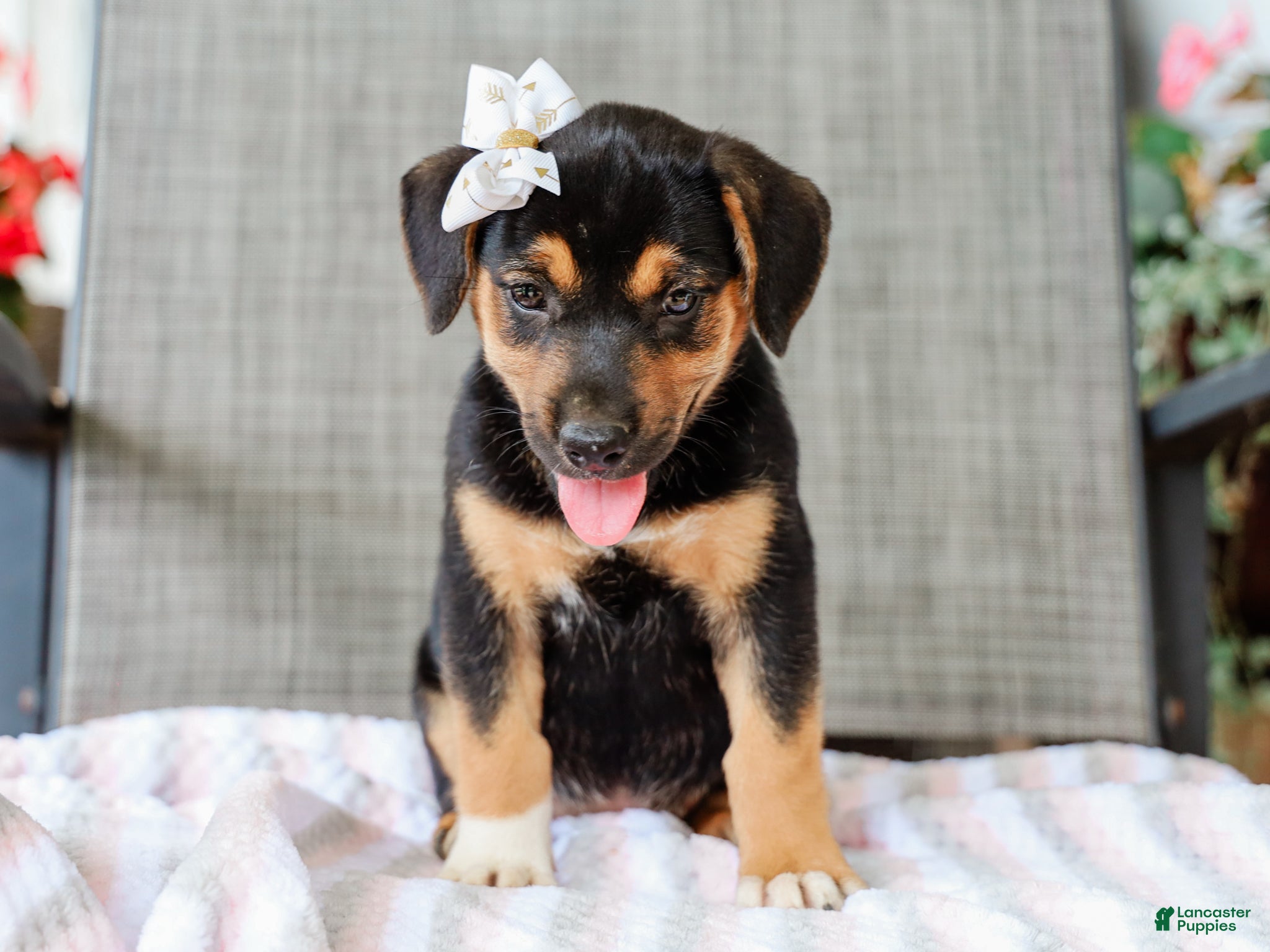 Mixed Breed dogs Adara Beagle Mix Pup - Ad 1