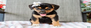 Adara Beagle Mix Pup