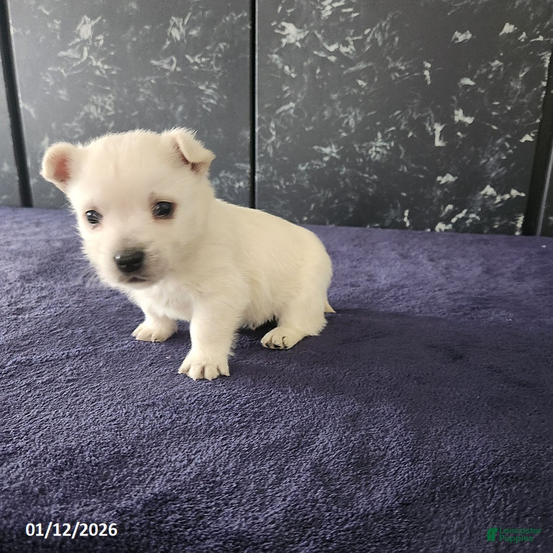 West Highland Terrier dogs for sale: Max - Ad 1
