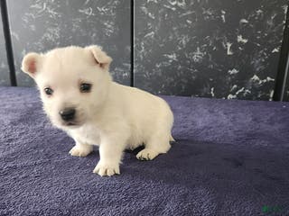 West Highland Terrier dogs Max - Ad 1