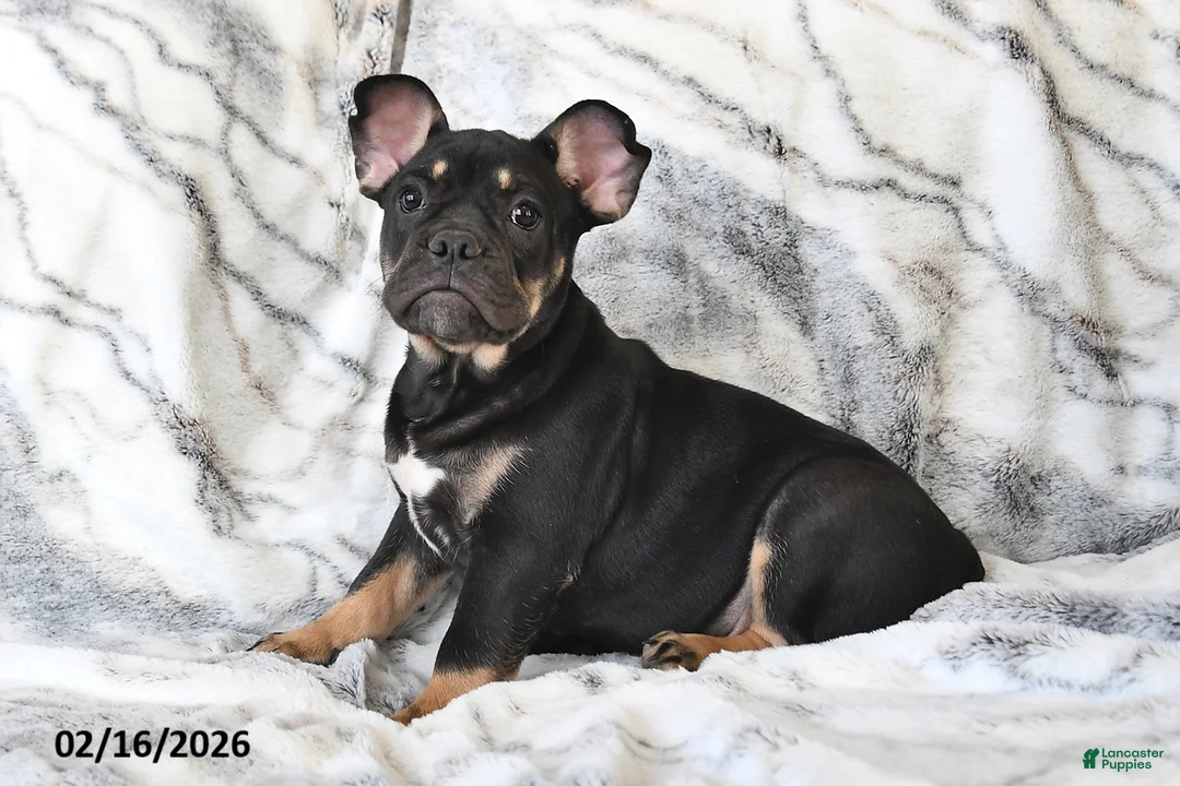 Mixed Breed dogs for sale: Naaman - Ad 4