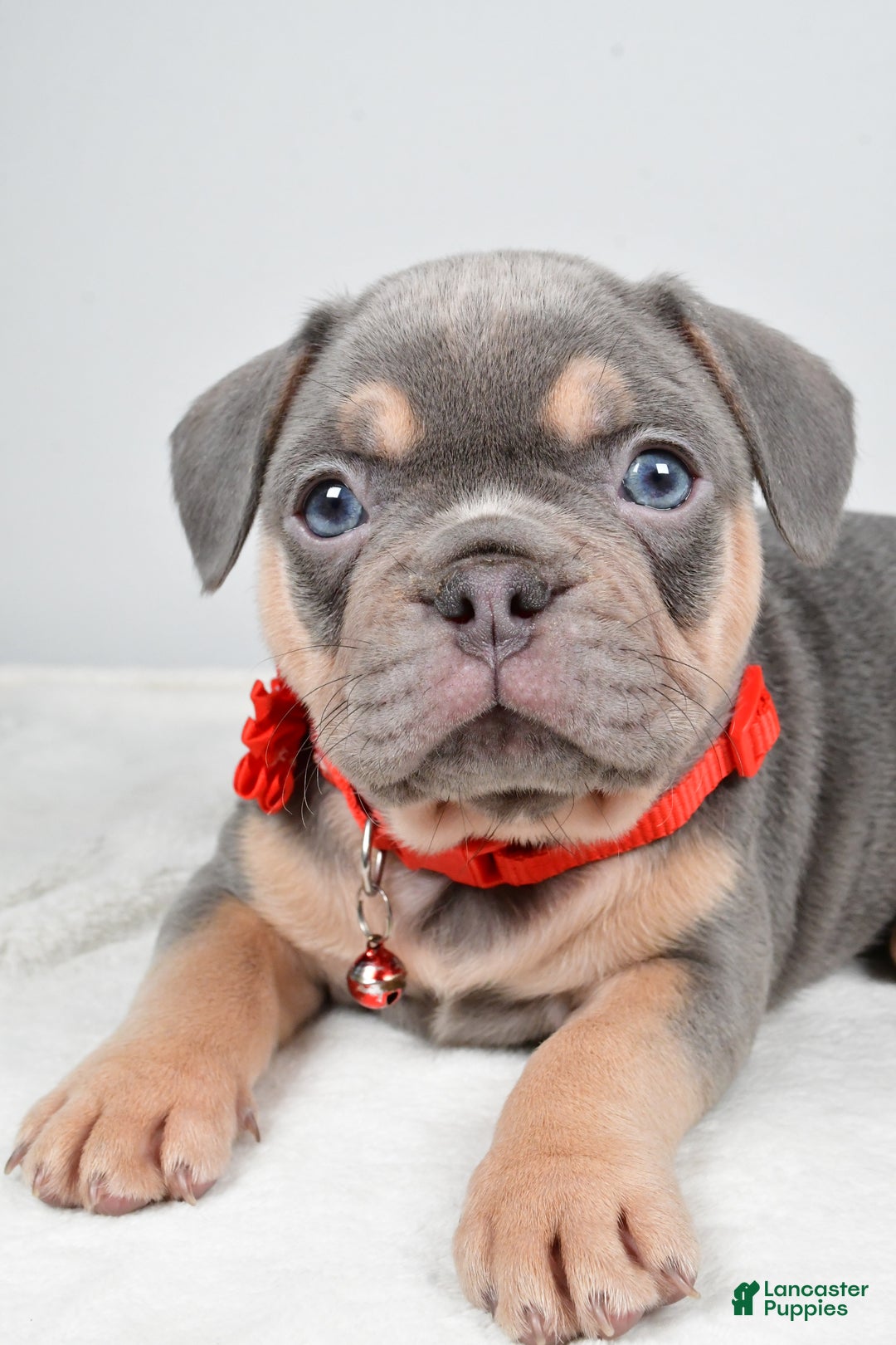 French Bulldog dogs for sale: Wren - Ad 2