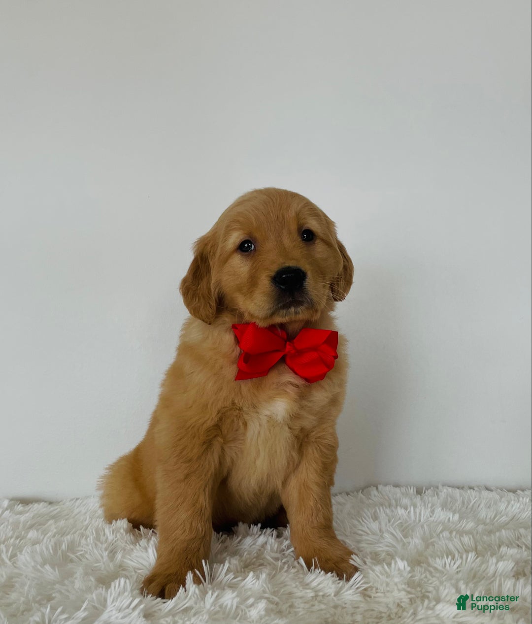 Golden Retriever dogs for sale: Shiloh - Ad 3