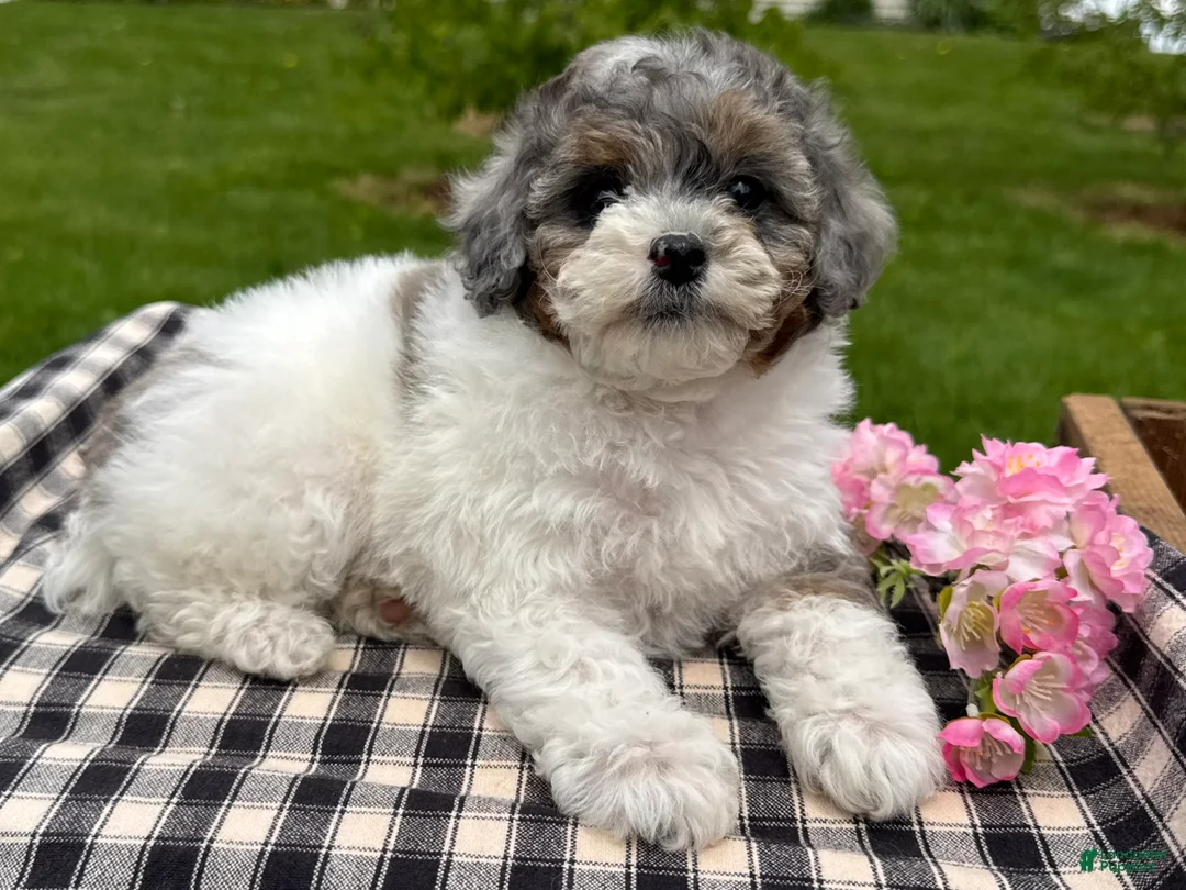 Toy Poodle dogs for sale: Harper - Ad 2