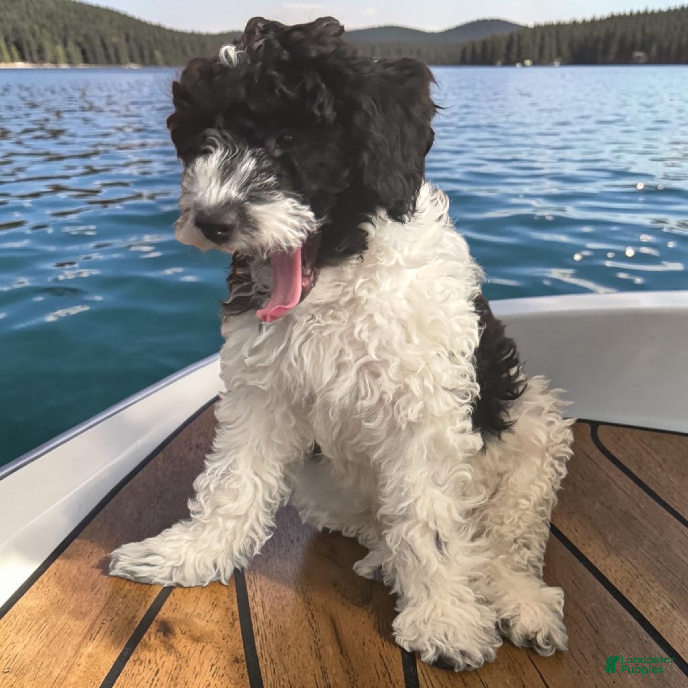 Mini Goldendoodle dogs Orie - Ad 1