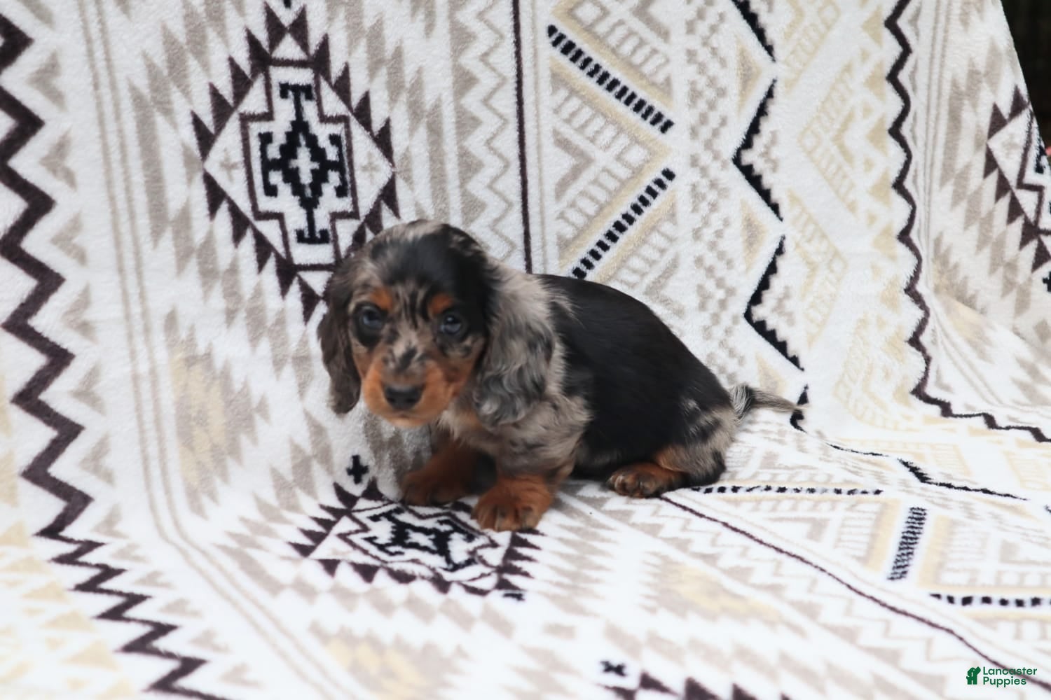 Miniature Dachshund dogs Teddy - Ad 1