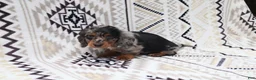 Miniature Dachshund dogs for sale: Teddy - Ad 1