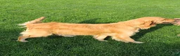 Golden Retriever dogs for sale: Hank - Ad 7
