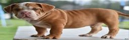 Mixed Breed dogs for sale: Hercules Bulldog hybrid  - Ad 7