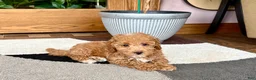 Maltipoo dogs for sale: Maltipoo 2 - Ad 3