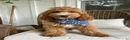Cockapoo dogs for sale: Puppy 1 - Ad 3