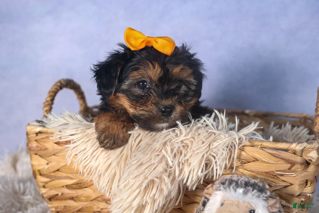 Yorkiepoo dogs for sale: JACK - Ad 13