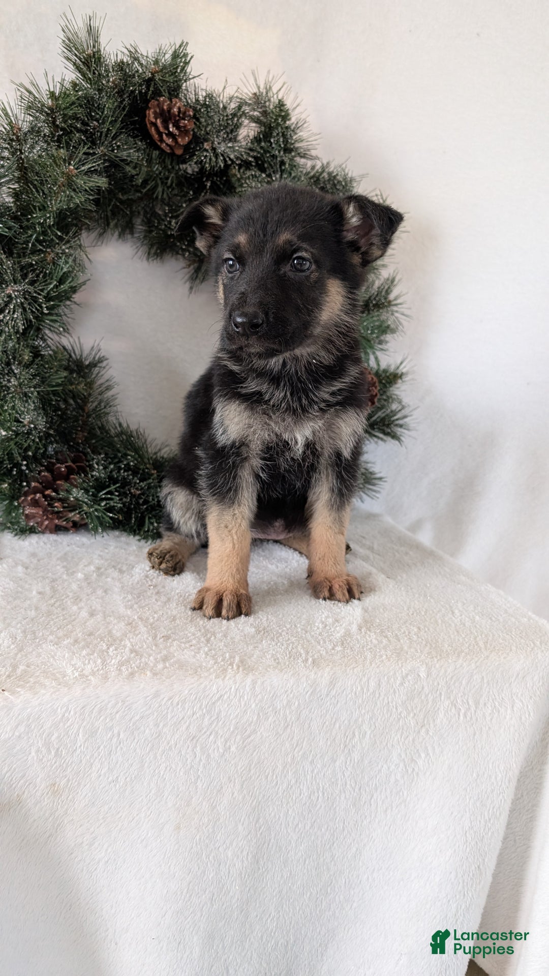 German Shepherd dogs for sale: Marla  - Ad 1
