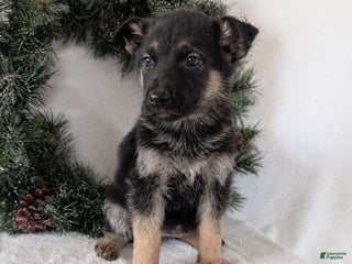 German Shepherd dogs Marla - Ad 32
