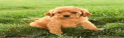 Mini Goldendoodle dogs for sale: Florinda - Ad 3
