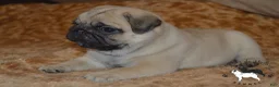 Pug dogs for sale: Pug Puppy 2 - Ad 6