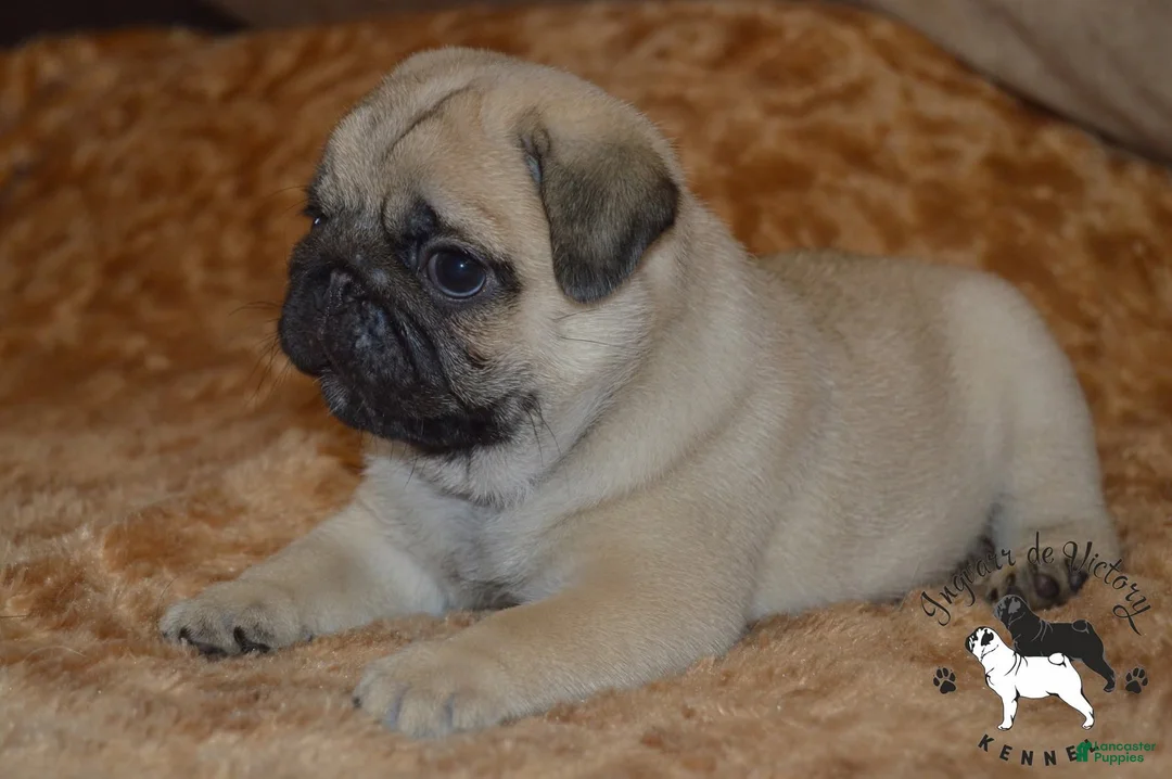 Pug dogs for sale: Pug Puppy 2 - Ad 6