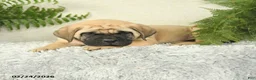 English Mastiff dogs for sale: Alex - Ad 3