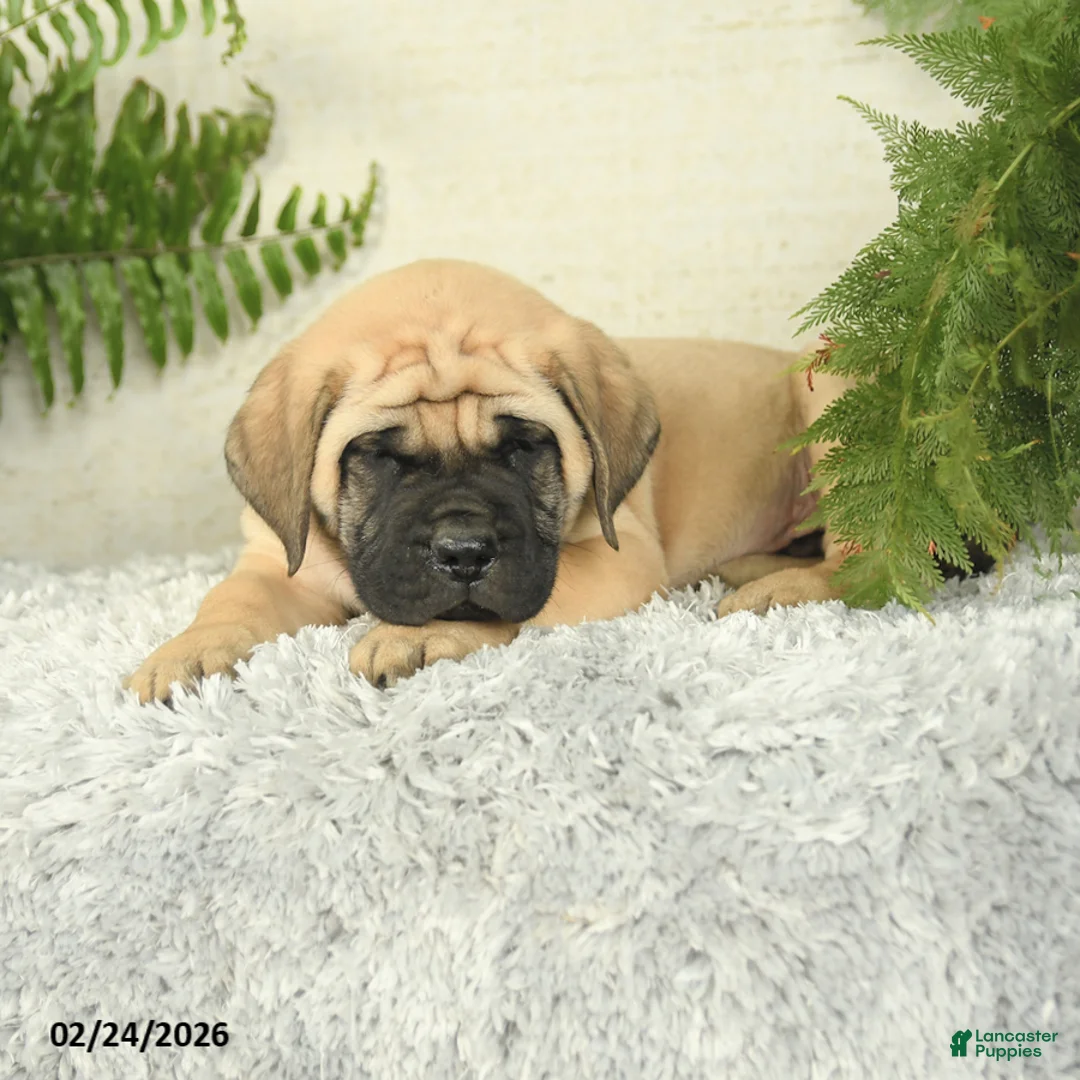 English Mastiff dogs for sale: Alex - Ad 3