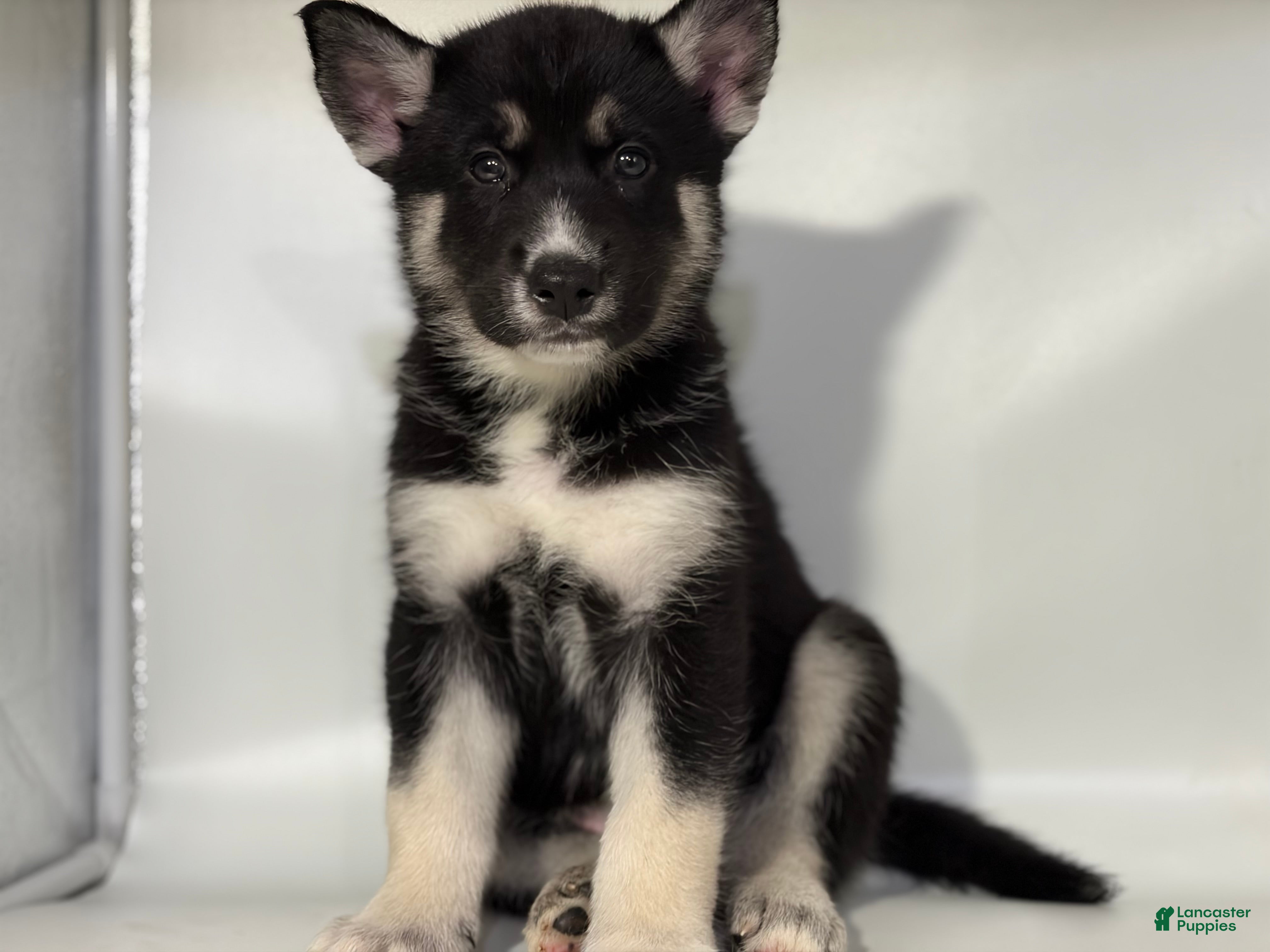 Mixed Breed dogs Jax - Ad 2