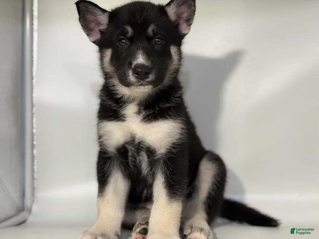 Mixed Breed dogs for sale: Jax - Ad 2