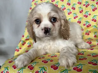 Cocker Spaniel dogs Frisky - Ad 6