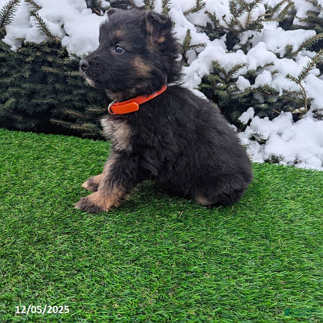 German Shepherd dogs for sale: Candy - Ad 3