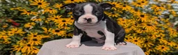 Boston Terrier dogs for sale: Turbo - Ad 7