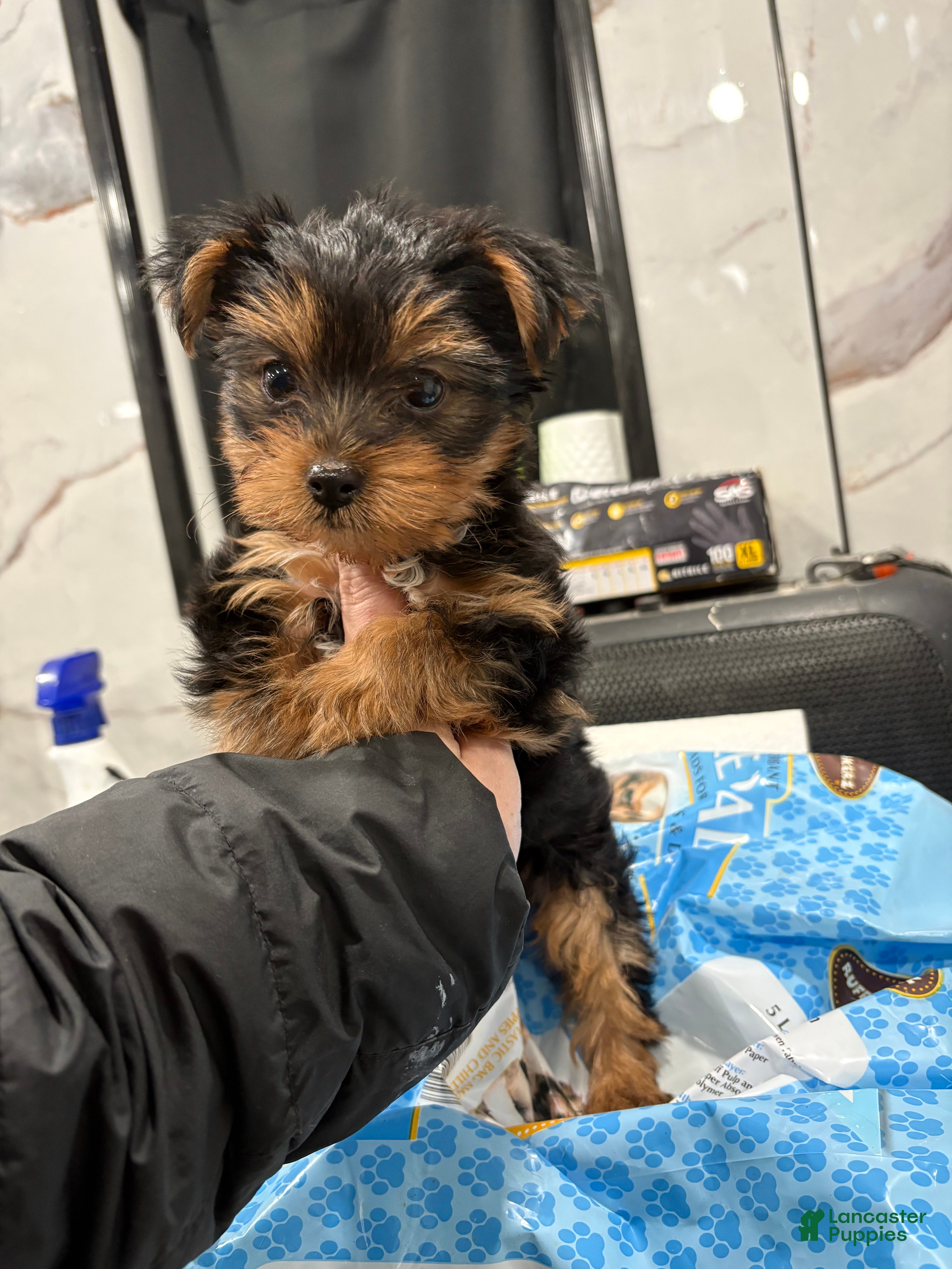 Yorkshire Terrier dogs for sale: Toy cash  - Ad 2