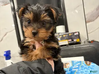 Yorkshire Terrier dogs for sale: Toy cash - Ad 2