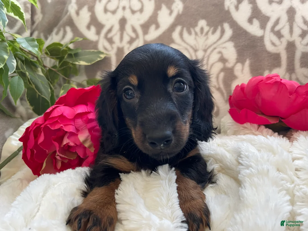 Miniature Dachshund dogs for sale: Callie - Ad 10