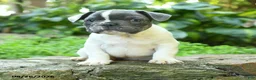 French Bulldog dogs for sale: Pierre - Ad 5