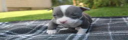 American Bully dogs for sale: Layla - Ad 5