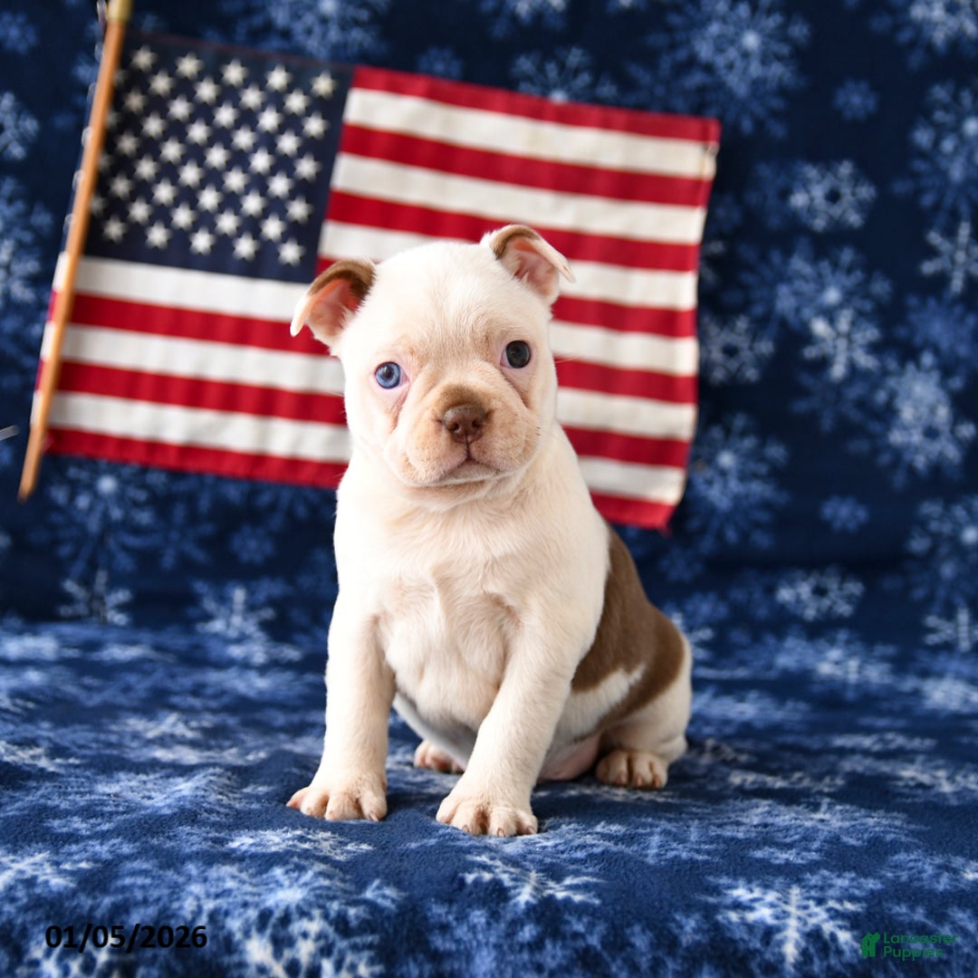 Boston Terrier dogs for sale: Rudy - Ad 1