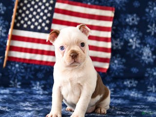 Boston Terrier dogs Rudy - Ad 15