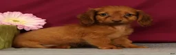 Miniature Dachshund dogs for sale: Sonya - Ad 3