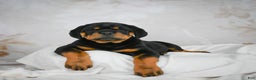 Rottweiler dogs for sale: Tater Tot  - Ad 6