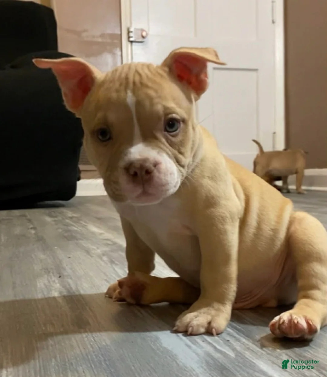 American Bully dogs for sale: American Bully Puppy 1 - Ad 1