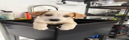 Mixed Breed dogs for sale: Harley - Ad 8