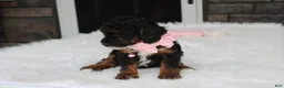 Miniature Poodle dogs for sale: Athena  - Ad 13