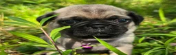 Pug dogs for sale: Manny - Ad 2