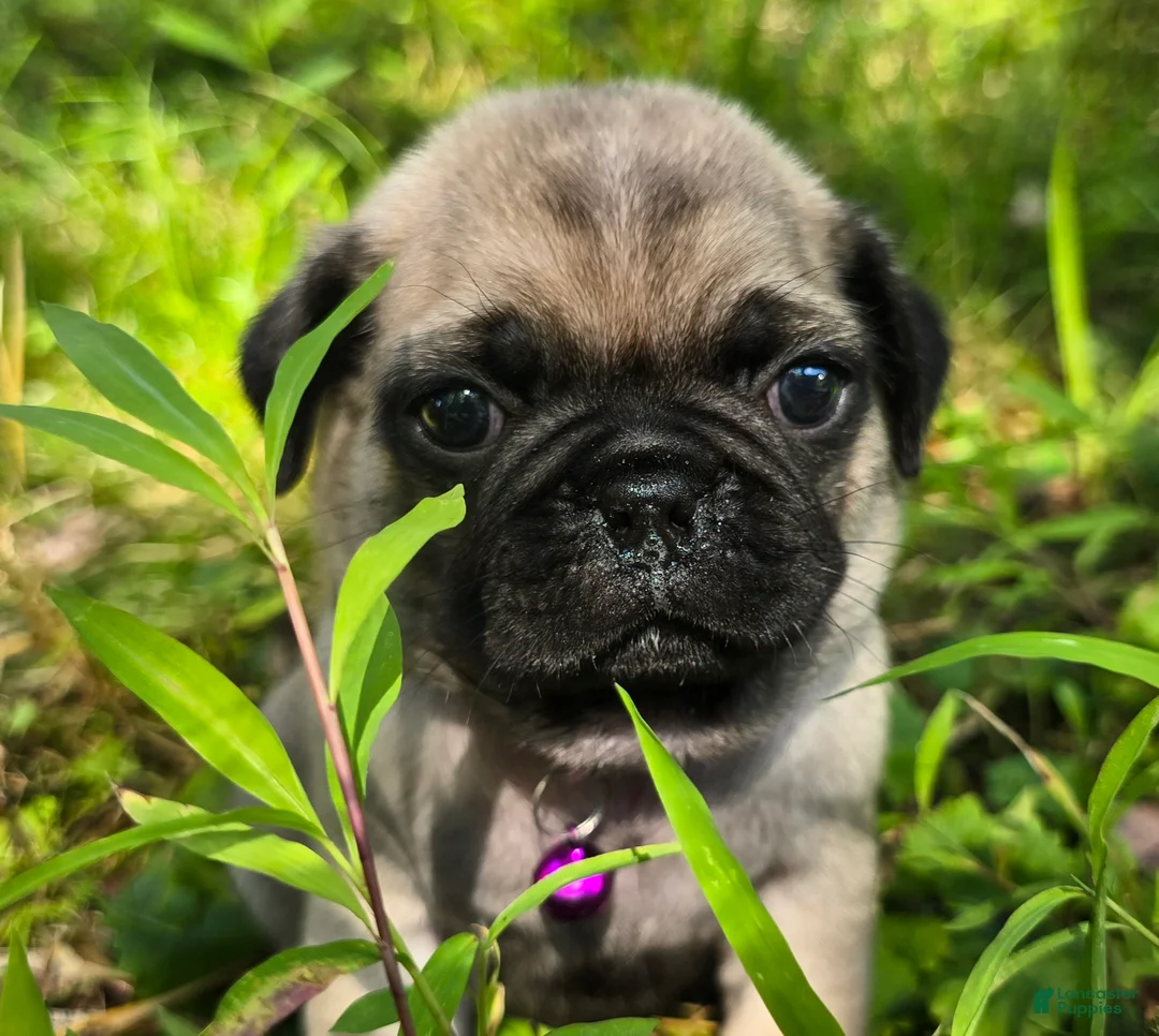 Pug dogs for sale: Manny - Ad 2