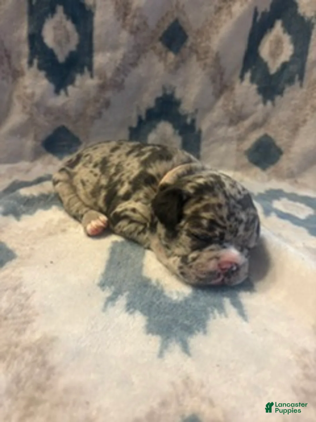 French Bulldog dogs for sale: Valentina - Ad 1