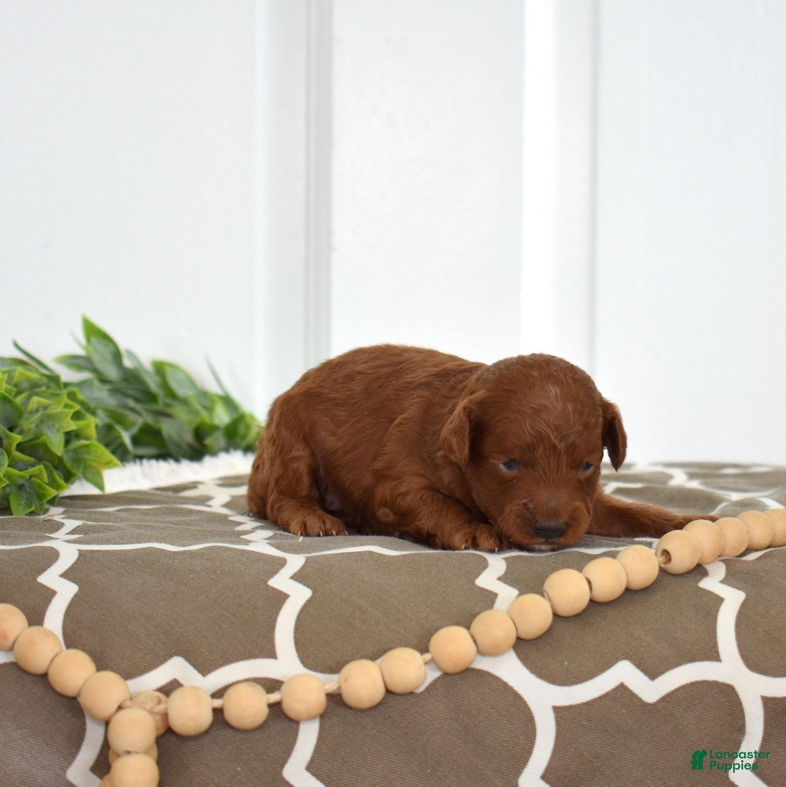 Toy Poodle dogs Cassie  - Ad 2