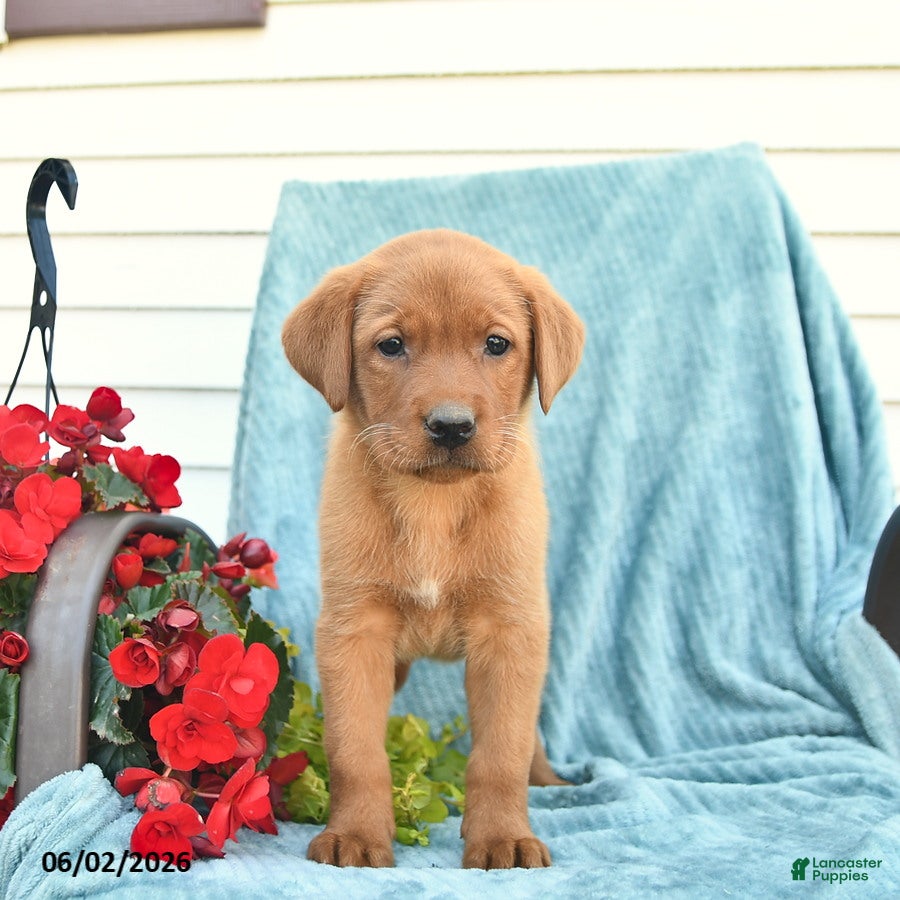 Labrador Retriever dogs for sale: Marmalade - Ad 5