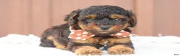 Toy Poodle dogs for sale: Copper - Ad 4