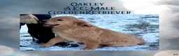 Golden Retriever dogs for sale: Oakley, Golden Retriever, Male - Ad 3