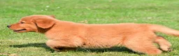 Golden Retriever dogs for sale: Charlie - Ad 7