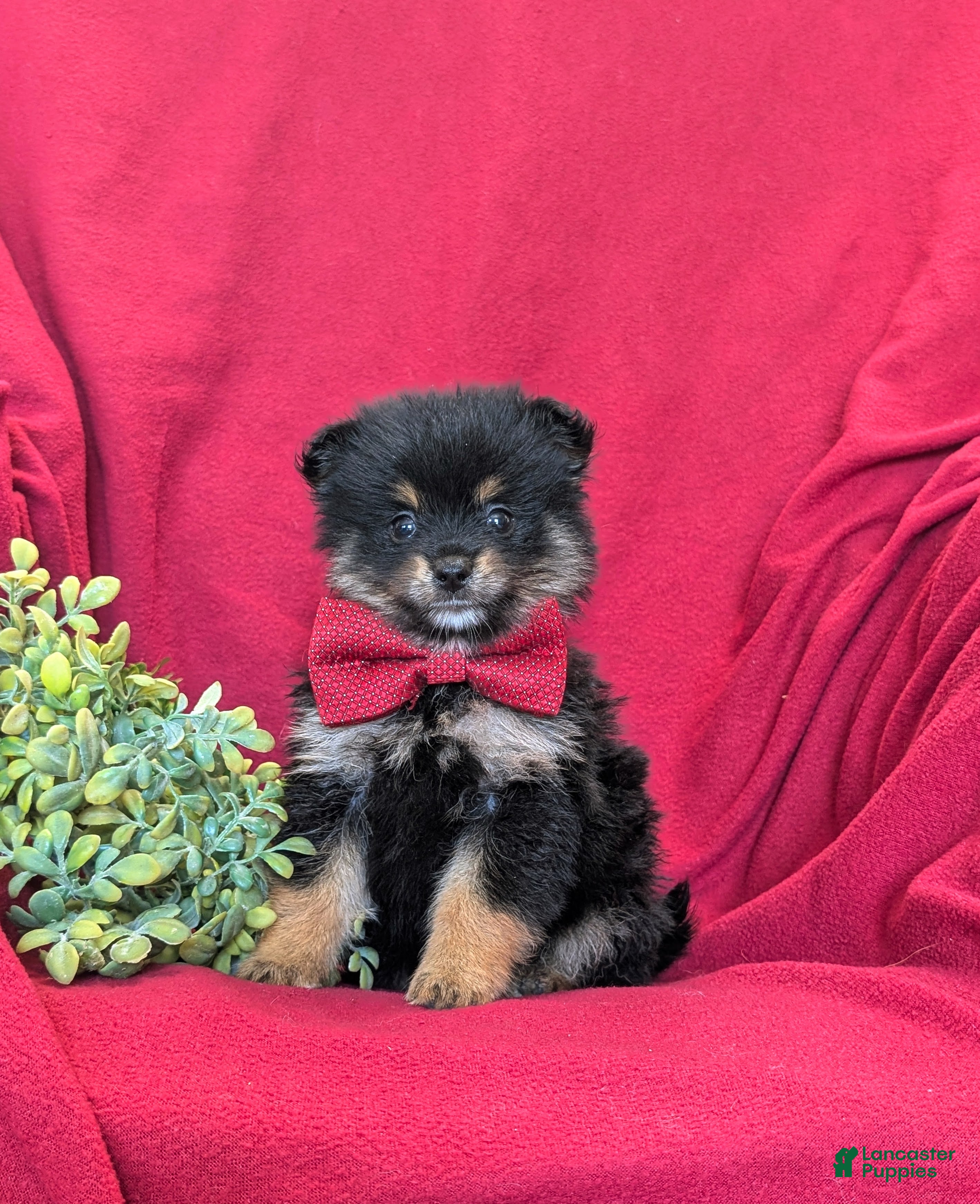 Pomeranian dogs Bosley - Ad 1
